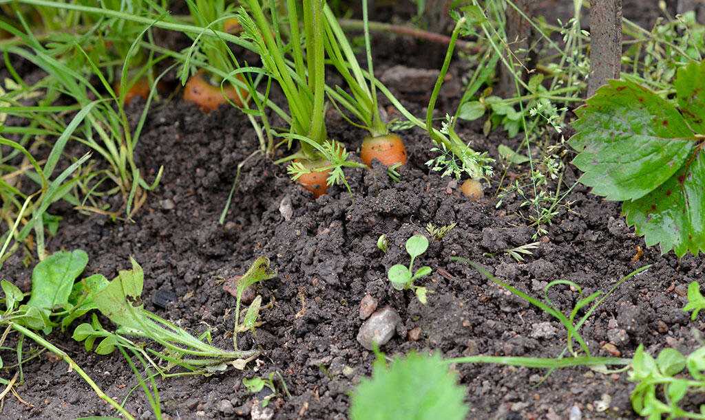 : Gulerødder, der vokser i en frodig køkkenhave. 